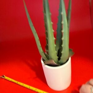 Green Succulent in White Pot Fake plant